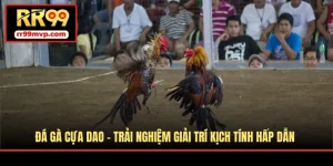 Đá Gà Cựa Dao - Trải Nghiệm Giải Trí Kịch Tính Hấp Dẫn