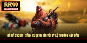 Đá gà SV388 là sảnh giải trí trực tuyến hiện đại, thu hút đông đảo người tham gia mỗi ngày. Cùng RR99 khám phá ưu điểm nổi bật để yên tâm trải nghiệm. Đá Gà SV388 - Sảnh Cược Uy Tín Với Tỷ Lệ Thưởng Hấp Dẫn Đá gà SV388 thu hút đông đảo người tham gia nhờ không gian cá cược chuyên nghiệp và hệ thống tổ chức hiện đại. Mỗi ngày, sảnh cung cấp nhiều trận đấu hấp dẫn từ các trường gà quốc tế để hội viên dễ dàng theo dõi và lựa chọn. Hãy cùng RR99 khám phá đặc điểm cũng như cách tham gia chi tiết qua bài viết sau. Giới thiệu về sảnh đá gà SV388 trực tuyến SV388 là nền tảng đá gà trực tuyến được thành lập từ năm 2006 và đã có nhiều năm hoạt động trong lĩnh vực này. Đơn vị đặt trụ sở tại Campuchia – quốc gia cho phép tổ chức nhiều loại hình giải trí cá cược hợp pháp, nhờ đó hệ thống vận hành ổn định và chuyên nghiệp. Sảnh đá gà SV388 thường xuyên tổ chức các giải đấu quy mô lớn với sự góp mặt của nhiều sư kê đến từ nhiều quốc gia. Mỗi ngày diễn ra hàng loạt trận đấu với nhiều giống gà khác nhau như gà Mỹ, Asil, gà tre, gà lai chọi cùng các hình thức thi đấu cựa sắt, cựa dao… mang lại bầu không khí kịch tính và hấp dẫn. Đôi nét về sảnh cược đá gà SV388 Ưu điểm khi tham gia tại sảnh đá gà SV388 SV388 từ lâu đã tạo được sự tin tưởng nhờ hệ thống vận hành ổn định và nhiều điểm nổi bật. Chính những lợi thế này giúp nền tảng thu hút đông đảo thành viên tham gia mỗi ngày. Dưới đây là một số ưu điểm đáng chú ý mà người mới có thể tham khảo. Sảnh hoạt động hợp pháp và minh bạch Đá gà SV388 được cấp phép hoạt động bởi tổ chức PAGCOR nên mọi hoạt động đều diễn ra rõ ràng và tuân thủ quy định. Các trận đấu được tổ chức bài bản, thông tin công khai và hạn chế tối đa tình trạng kèo không minh bạch. Nhờ đó, thành viên có thể yên tâm đăng ký tài khoản, nạp tiền và theo dõi các trận đấu để đưa ra lựa chọn phù hợp. Khi dự đoán chính xác kết quả, tiền thưởng sẽ được xử lý nhanh chóng theo quy định của hệ thống. Tỷ lệ thưởng hấp dẫn tại sảnh SV388 còn được nhiều người biết đến nhờ mức trả thưởng cạnh tranh. Tỷ lệ thanh toán của các kèo cược thường khá hấp dẫn, mang lại cơ hội nhận thưởng cao khi đưa ra dự đoán chính xác. Khi kết quả trận đấu được xác nhận, hệ thống sẽ xử lý tiền thắng nhanh chóng theo quy định. Điều này giúp thành viên yên tâm hơn khi tham gia các trận đấu trên nền tảng. SV388 chú trọng bảo mật thông tin Trong nhiều năm hoạt động, đá gà SV388 được đánh giá cao nhờ hệ thống bảo mật chặt chẽ. Nền tảng luôn chú trọng bảo vệ dữ liệu của thành viên, hạn chế tối đa nguy cơ rò rỉ thông tin hoặc bị truy cập trái phép từ bên ngoài. Hệ thống được trang bị nhiều lớp tường lửa cùng công nghệ bảo mật hiện đại giúp ngăn chặn virus và các cuộc tấn công từ tin tặc. Nhờ vậy, quá trình theo dõi trận đấu và tham gia dự đoán diễn ra ổn định, hạn chế lỗi phát sinh trong quá trình sử dụng. Cung cấp nhiều hình thức đá gà hấp dẫn Một điểm mạnh khác của SV388 là mang đến nhiều loại hình thi đấu khác nhau. Thành viên có thể lựa chọn theo dõi các trận gà cựa sắt, cựa dao, gà đòn, gà Mỹ hay nhiều giải đấu lớn được tổ chức định kỳ. Mỗi giống gà sở hữu ngoại hình, lối đá và sức bền riêng nên các trận đấu luôn tạo cảm giác mới mẻ và kịch tính. Nhờ sự đa dạng này, người tham gia có thể tìm hiểu thông tin, phân tích phong độ chiến kê để đưa ra quyết định phù hợp. Sảnh chơi cung cấp nhiều loại hình chọi gà Các hình thức phổ biến tại đá gà SV388 Trước khi tham gia dự đoán, việc tìm hiểu về các loại hình thi đấu là điều cần thiết. Điều này giúp người tham gia hiểu rõ đặc điểm từng trận đấu và đưa ra lựa chọn hợp lý hơn. Đá gà cựa dao Ở hình thức này, chiến kê được trang bị thêm lưỡi dao nhỏ gắn ở phần cựa. Khi giao đấu, các đòn tấn công thường rất nhanh và quyết liệt nên trận đấu có thể kết thúc trong thời gian ngắn. Những trận cựa dao tại đá gà SV388 thường diễn ra với nhịp độ cao, tạo cảm giác kịch tính cho người theo dõi. Thời gian mỗi trận thường chỉ kéo dài vài phút trước khi xác định kết quả. Các trận đấu phát trực tiếp từ Thomo Thomo là khu vực nổi tiếng với nhiều trường gà quy mô lớn ở khu vực biên giới Việt Nam - Campuchia. Tại đây, các chiến kê được tuyển chọn kỹ lưỡng về thể lực và kinh nghiệm thi đấu trước khi bước vào trận. Luật thi đấu được áp dụng khá nghiêm ngặt để đảm bảo sự công bằng. Hằng ngày, SV388 phát trực tiếp nhiều trận từ khu vực này để thành viên theo dõi và tham gia dự đoán. Cá cược đá gà Mỹ Gà Mỹ là giống chiến kê khá phổ biến tại nhiều trường gà lớn ở khu vực Campuchia và Lào. Chúng thường có vóc dáng cao, cổ dài, mỏ sắc và phần chân chắc khỏe, giúp tạo lợi thế khi thi đấu. Nhờ bản tính hiếu chiến cùng khả năng ra đòn linh hoạt, giống gà này luôn mang lại những trận đấu hấp dẫn cho người theo dõi. Khi xem các trận có sự góp mặt của gà Mỹ trên sảnh đá gà SV388, khán giả dễ dàng bắt gặp những pha tấn công từ trên cao hoặc các cú đá nhanh và mạnh. Ngoài việc sử dụng cựa, chiến kê còn kết hợp nhiều động tác bằng cánh và đầu để tạo áp lực lên đối thủ, khiến trận đấu trở nên kịch tính hơn. Đá gà phát trực tiếp từ Philippines Philippines cũng là quốc gia nổi tiếng với các giải đấu chọi gà quy mô lớn. Nhiều giống gà quen thuộc như gà tre, gà lai, Asil hay các dòng gà cựa sắt thường xuyên xuất hiện trong các giải thi đấu được tổ chức theo mùa. Những sự kiện này thu hút lượng lớn khán giả theo dõi trực tuyến mỗi ngày. Các trận đấu tại đây có nhiều hình thức khác nhau, từ thi đấu có trang bị cựa đến những trận không sử dụng vũ khí. Trên SV388, thông tin về thời gian diễn ra, loại kèo và chi tiết từng trận đều được cập nhật rõ ràng, giúp thành viên dễ dàng theo dõi và lựa chọn trận phù hợp để tham gia dự đoán. Các trận đấu khốc liệt từ đá gà SV388 Kết luận Trên đây là những thông tin do RR99 tổng hợp giúp bạn hiểu rõ hơn về đá gà SV388 và các điểm nổi bật của sảnh cược này. Nền tảng hoạt động liên tục 24/7 với giao diện dễ sử dụng cùng bảng kèo hiển thị minh bạch. Khi đã nắm rõ cách tham gia, bạn có thể đăng ký tài khoản để theo dõi trận đấu và đưa ra dự đoán phù hợp. Đá Gà SV388 - Sảnh Cược Uy Tín Với Tỷ Lệ Thưởng Hấp Dẫn