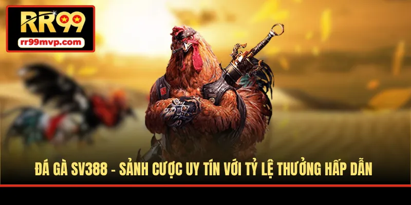 Đá gà SV388 là sảnh giải trí trực tuyến hiện đại, thu hút đông đảo người tham gia mỗi ngày. Cùng RR99 khám phá ưu điểm nổi bật để yên tâm trải nghiệm. Đá Gà SV388 - Sảnh Cược Uy Tín Với Tỷ Lệ Thưởng Hấp Dẫn Đá gà SV388 thu hút đông đảo người tham gia nhờ không gian cá cược chuyên nghiệp và hệ thống tổ chức hiện đại. Mỗi ngày, sảnh cung cấp nhiều trận đấu hấp dẫn từ các trường gà quốc tế để hội viên dễ dàng theo dõi và lựa chọn. Hãy cùng RR99 khám phá đặc điểm cũng như cách tham gia chi tiết qua bài viết sau. Giới thiệu về sảnh đá gà SV388 trực tuyến SV388 là nền tảng đá gà trực tuyến được thành lập từ năm 2006 và đã có nhiều năm hoạt động trong lĩnh vực này. Đơn vị đặt trụ sở tại Campuchia – quốc gia cho phép tổ chức nhiều loại hình giải trí cá cược hợp pháp, nhờ đó hệ thống vận hành ổn định và chuyên nghiệp. Sảnh đá gà SV388 thường xuyên tổ chức các giải đấu quy mô lớn với sự góp mặt của nhiều sư kê đến từ nhiều quốc gia. Mỗi ngày diễn ra hàng loạt trận đấu với nhiều giống gà khác nhau như gà Mỹ, Asil, gà tre, gà lai chọi cùng các hình thức thi đấu cựa sắt, cựa dao… mang lại bầu không khí kịch tính và hấp dẫn. Đôi nét về sảnh cược đá gà SV388 Ưu điểm khi tham gia tại sảnh đá gà SV388 SV388 từ lâu đã tạo được sự tin tưởng nhờ hệ thống vận hành ổn định và nhiều điểm nổi bật. Chính những lợi thế này giúp nền tảng thu hút đông đảo thành viên tham gia mỗi ngày. Dưới đây là một số ưu điểm đáng chú ý mà người mới có thể tham khảo. Sảnh hoạt động hợp pháp và minh bạch Đá gà SV388 được cấp phép hoạt động bởi tổ chức PAGCOR nên mọi hoạt động đều diễn ra rõ ràng và tuân thủ quy định. Các trận đấu được tổ chức bài bản, thông tin công khai và hạn chế tối đa tình trạng kèo không minh bạch. Nhờ đó, thành viên có thể yên tâm đăng ký tài khoản, nạp tiền và theo dõi các trận đấu để đưa ra lựa chọn phù hợp. Khi dự đoán chính xác kết quả, tiền thưởng sẽ được xử lý nhanh chóng theo quy định của hệ thống. Tỷ lệ thưởng hấp dẫn tại sảnh SV388 còn được nhiều người biết đến nhờ mức trả thưởng cạnh tranh. Tỷ lệ thanh toán của các kèo cược thường khá hấp dẫn, mang lại cơ hội nhận thưởng cao khi đưa ra dự đoán chính xác. Khi kết quả trận đấu được xác nhận, hệ thống sẽ xử lý tiền thắng nhanh chóng theo quy định. Điều này giúp thành viên yên tâm hơn khi tham gia các trận đấu trên nền tảng. SV388 chú trọng bảo mật thông tin Trong nhiều năm hoạt động, đá gà SV388 được đánh giá cao nhờ hệ thống bảo mật chặt chẽ. Nền tảng luôn chú trọng bảo vệ dữ liệu của thành viên, hạn chế tối đa nguy cơ rò rỉ thông tin hoặc bị truy cập trái phép từ bên ngoài. Hệ thống được trang bị nhiều lớp tường lửa cùng công nghệ bảo mật hiện đại giúp ngăn chặn virus và các cuộc tấn công từ tin tặc. Nhờ vậy, quá trình theo dõi trận đấu và tham gia dự đoán diễn ra ổn định, hạn chế lỗi phát sinh trong quá trình sử dụng. Cung cấp nhiều hình thức đá gà hấp dẫn Một điểm mạnh khác của SV388 là mang đến nhiều loại hình thi đấu khác nhau. Thành viên có thể lựa chọn theo dõi các trận gà cựa sắt, cựa dao, gà đòn, gà Mỹ hay nhiều giải đấu lớn được tổ chức định kỳ. Mỗi giống gà sở hữu ngoại hình, lối đá và sức bền riêng nên các trận đấu luôn tạo cảm giác mới mẻ và kịch tính. Nhờ sự đa dạng này, người tham gia có thể tìm hiểu thông tin, phân tích phong độ chiến kê để đưa ra quyết định phù hợp. Sảnh chơi cung cấp nhiều loại hình chọi gà Các hình thức phổ biến tại đá gà SV388 Trước khi tham gia dự đoán, việc tìm hiểu về các loại hình thi đấu là điều cần thiết. Điều này giúp người tham gia hiểu rõ đặc điểm từng trận đấu và đưa ra lựa chọn hợp lý hơn. Đá gà cựa dao Ở hình thức này, chiến kê được trang bị thêm lưỡi dao nhỏ gắn ở phần cựa. Khi giao đấu, các đòn tấn công thường rất nhanh và quyết liệt nên trận đấu có thể kết thúc trong thời gian ngắn. Những trận cựa dao tại đá gà SV388 thường diễn ra với nhịp độ cao, tạo cảm giác kịch tính cho người theo dõi. Thời gian mỗi trận thường chỉ kéo dài vài phút trước khi xác định kết quả. Các trận đấu phát trực tiếp từ Thomo Thomo là khu vực nổi tiếng với nhiều trường gà quy mô lớn ở khu vực biên giới Việt Nam - Campuchia. Tại đây, các chiến kê được tuyển chọn kỹ lưỡng về thể lực và kinh nghiệm thi đấu trước khi bước vào trận. Luật thi đấu được áp dụng khá nghiêm ngặt để đảm bảo sự công bằng. Hằng ngày, SV388 phát trực tiếp nhiều trận từ khu vực này để thành viên theo dõi và tham gia dự đoán. Cá cược đá gà Mỹ Gà Mỹ là giống chiến kê khá phổ biến tại nhiều trường gà lớn ở khu vực Campuchia và Lào. Chúng thường có vóc dáng cao, cổ dài, mỏ sắc và phần chân chắc khỏe, giúp tạo lợi thế khi thi đấu. Nhờ bản tính hiếu chiến cùng khả năng ra đòn linh hoạt, giống gà này luôn mang lại những trận đấu hấp dẫn cho người theo dõi. Khi xem các trận có sự góp mặt của gà Mỹ trên sảnh đá gà SV388, khán giả dễ dàng bắt gặp những pha tấn công từ trên cao hoặc các cú đá nhanh và mạnh. Ngoài việc sử dụng cựa, chiến kê còn kết hợp nhiều động tác bằng cánh và đầu để tạo áp lực lên đối thủ, khiến trận đấu trở nên kịch tính hơn. Đá gà phát trực tiếp từ Philippines Philippines cũng là quốc gia nổi tiếng với các giải đấu chọi gà quy mô lớn. Nhiều giống gà quen thuộc như gà tre, gà lai, Asil hay các dòng gà cựa sắt thường xuyên xuất hiện trong các giải thi đấu được tổ chức theo mùa. Những sự kiện này thu hút lượng lớn khán giả theo dõi trực tuyến mỗi ngày. Các trận đấu tại đây có nhiều hình thức khác nhau, từ thi đấu có trang bị cựa đến những trận không sử dụng vũ khí. Trên SV388, thông tin về thời gian diễn ra, loại kèo và chi tiết từng trận đều được cập nhật rõ ràng, giúp thành viên dễ dàng theo dõi và lựa chọn trận phù hợp để tham gia dự đoán. Các trận đấu khốc liệt từ đá gà SV388 Kết luận Trên đây là những thông tin do RR99 tổng hợp giúp bạn hiểu rõ hơn về đá gà SV388 và các điểm nổi bật của sảnh cược này. Nền tảng hoạt động liên tục 24/7 với giao diện dễ sử dụng cùng bảng kèo hiển thị minh bạch. Khi đã nắm rõ cách tham gia, bạn có thể đăng ký tài khoản để theo dõi trận đấu và đưa ra dự đoán phù hợp. Đá Gà SV388 - Sảnh Cược Uy Tín Với Tỷ Lệ Thưởng Hấp Dẫn