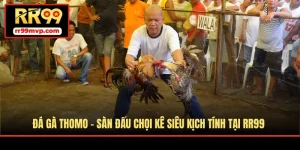 Đá Gà Thomo - Sàn Đấu Chọi Kê Siêu Kịch Tính Tại RR99