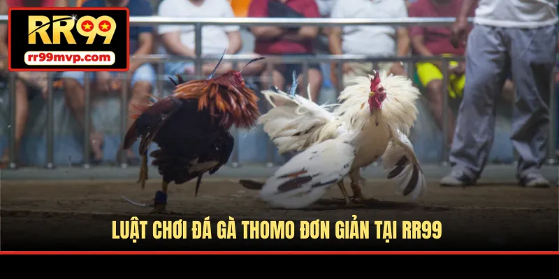 Luật chơi đá gà Thomo đơn giản tại RR99