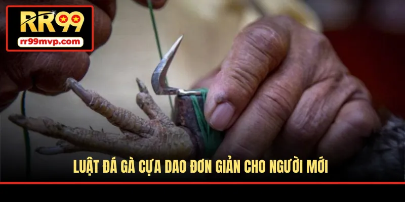 Luật đá gà cựa dao đơn giản cho người mới