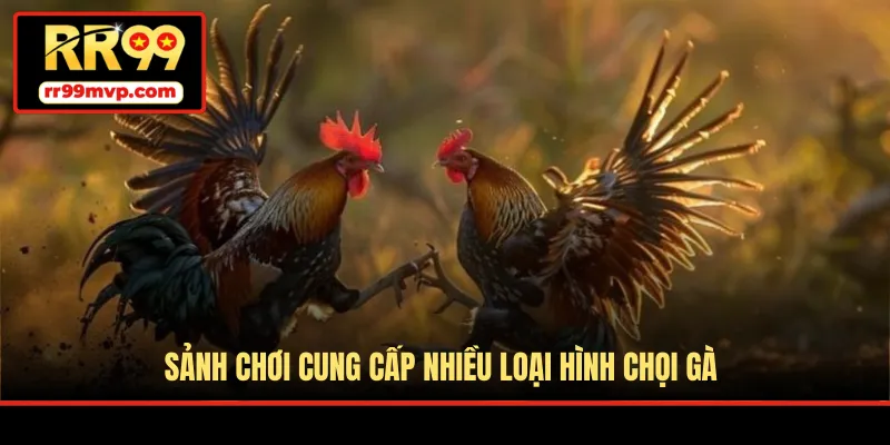 Sảnh chơi cung cấp nhiều loại hình chọi gà
