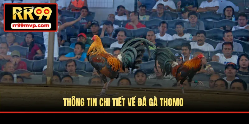 Thông tin chi tiết về đá gà Thomo