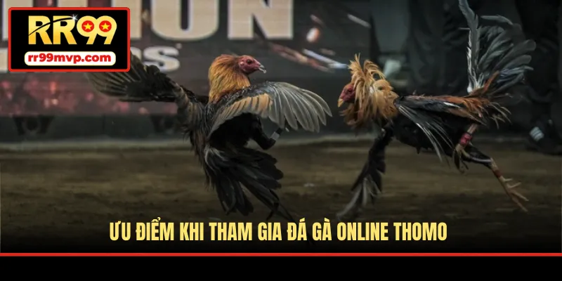 Ưu điểm khi tham gia đá gà online Thomo